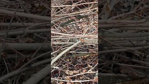 Cute Squirrel Thinks it’s Spring Time #globalwarming