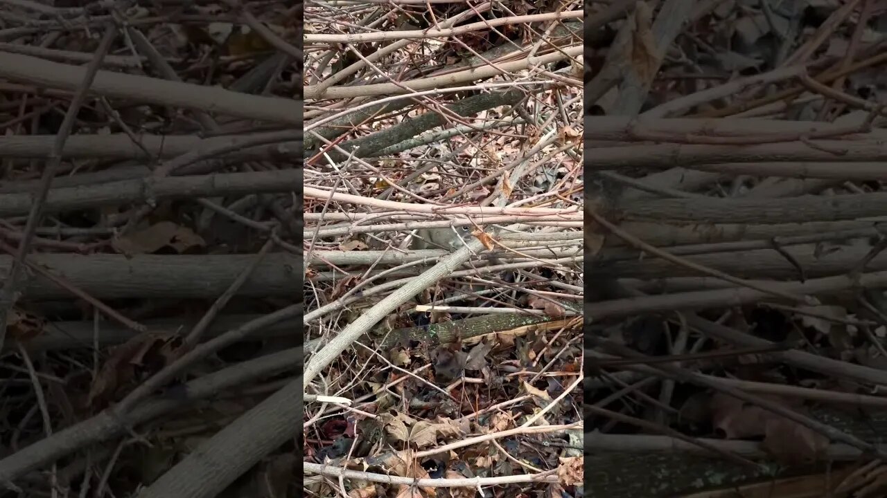 Cute Squirrel Thinks it’s Spring Time #globalwarming