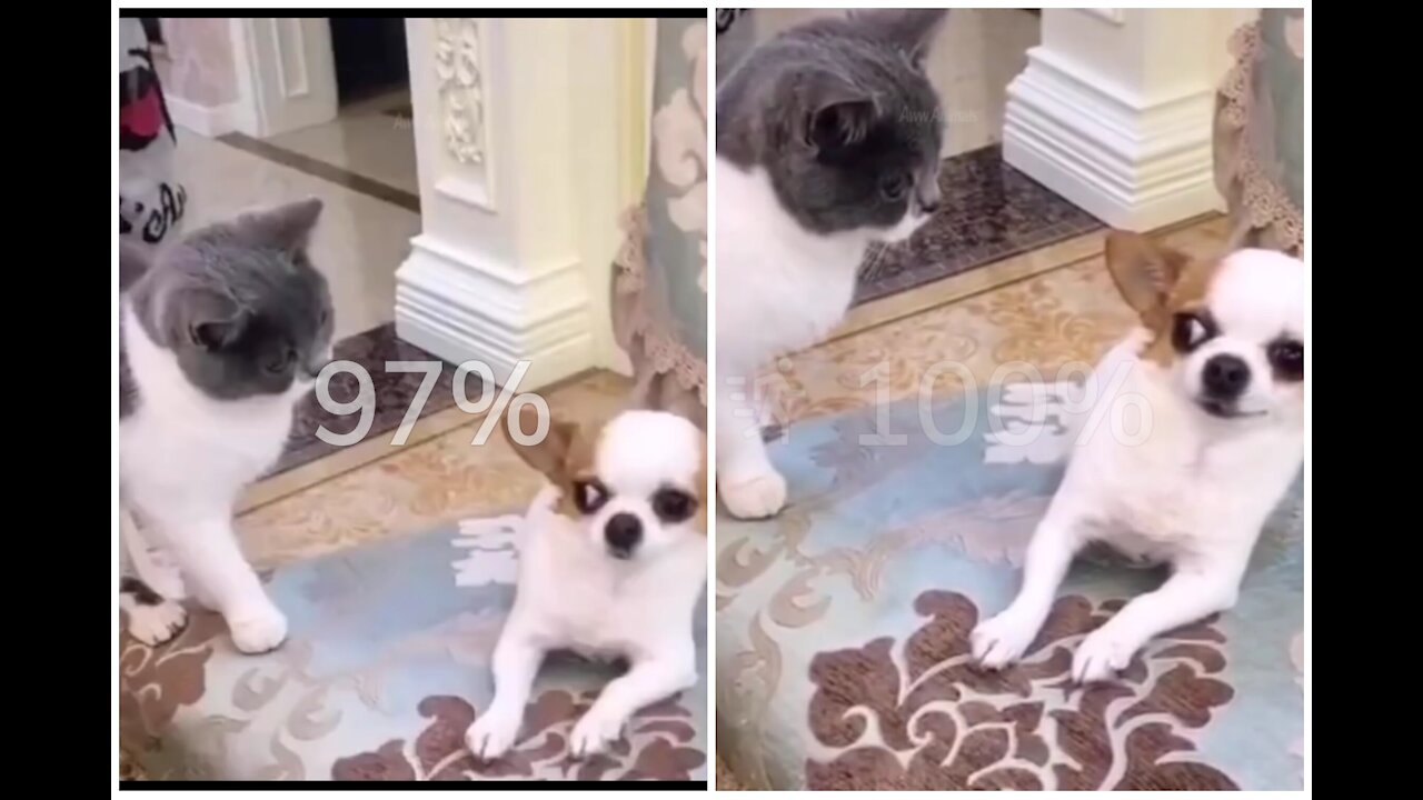 CAT AND DOG FUNNY FIGHT VIDEO...