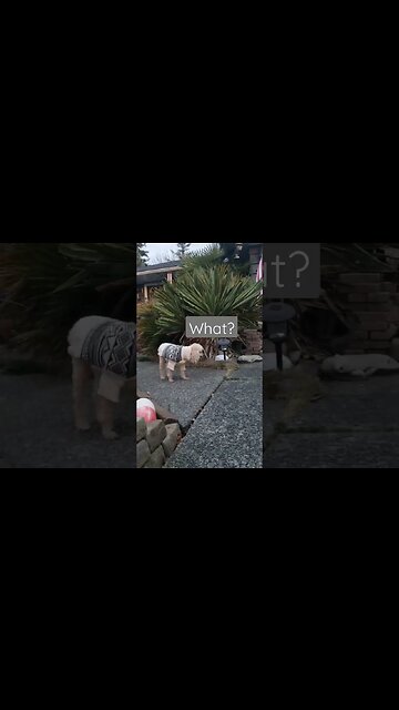 Freddie is #unstoppable, teach me how to #dougie or #doggie #lol he's still got it! #seniordog