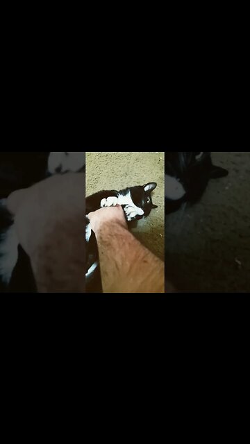 giving kitty belly rubs #shortsfeed #shortsvideo #cat #youtubeshorts #catshorts