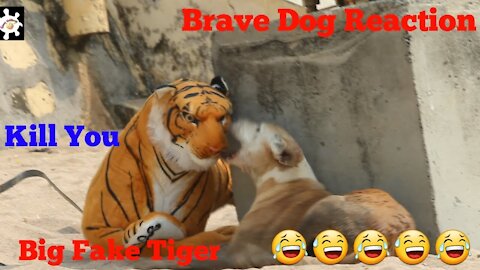 Fake Tiger Prank Dog Run So Very Funny Comedy Pranks