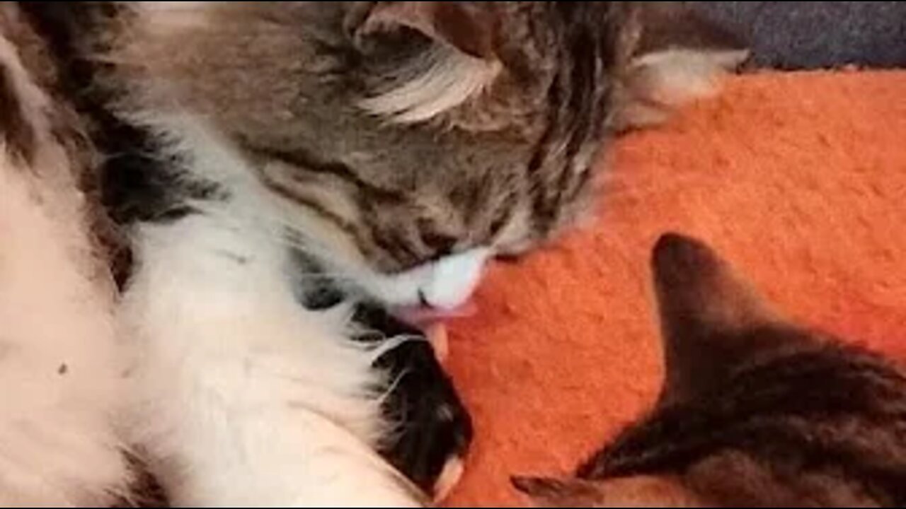 بث مباشر لقطه تلد الان