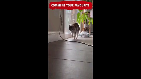 funny cat situations