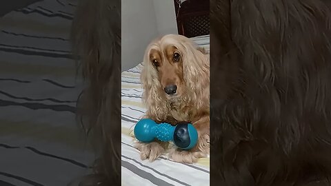 #dogshow , #animals , #dogs , #shorts (3)