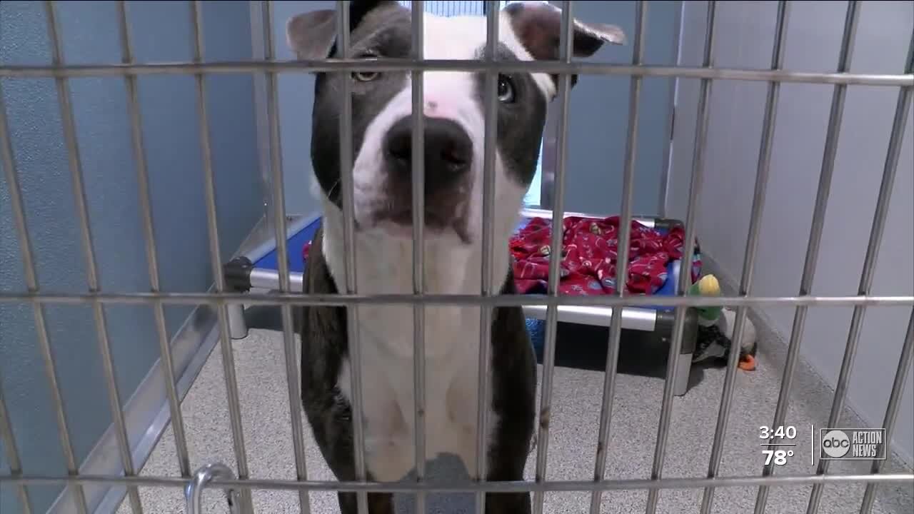 Dentist office donates food to animals in need every time they receive a new patient