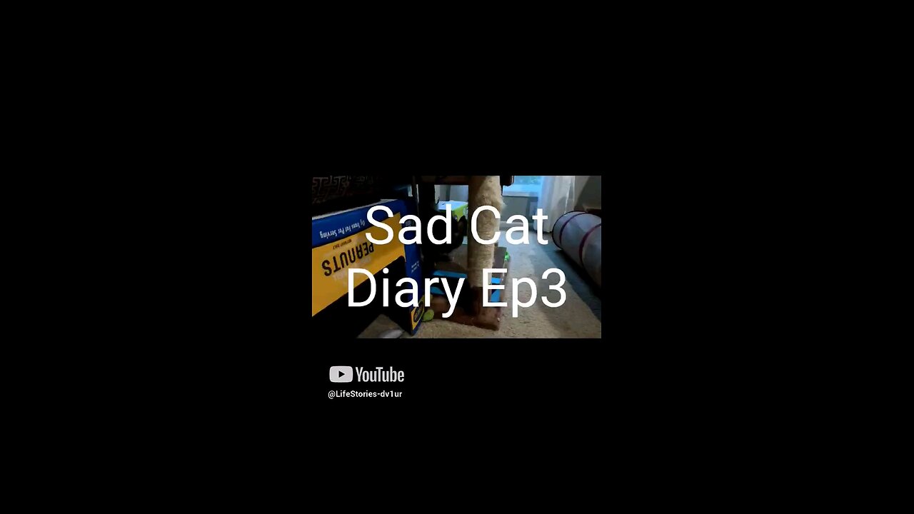 Diary of a sad cat 3 😁🤣 a million bucks