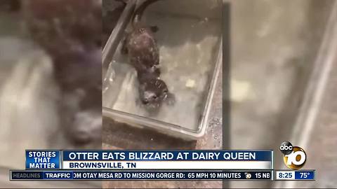 Otter eats blizzard at Dairy Queen