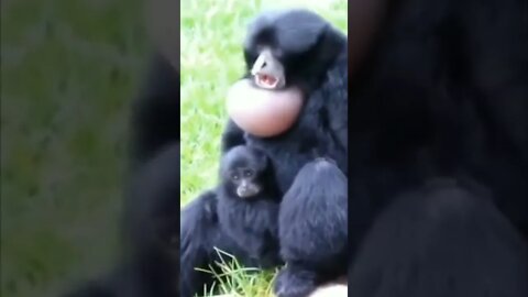 ESPÉCIE RARA DE MACACO