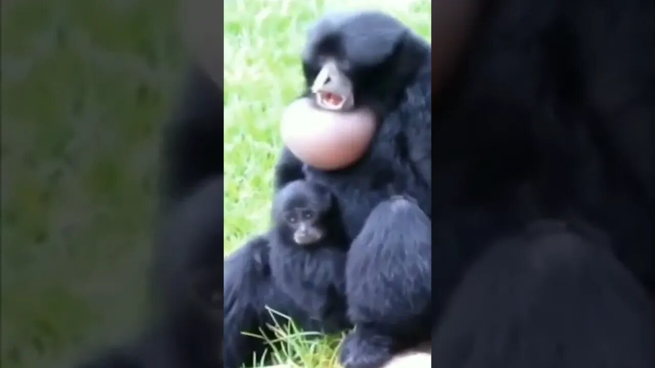 ESPÉCIE RARA DE MACACO