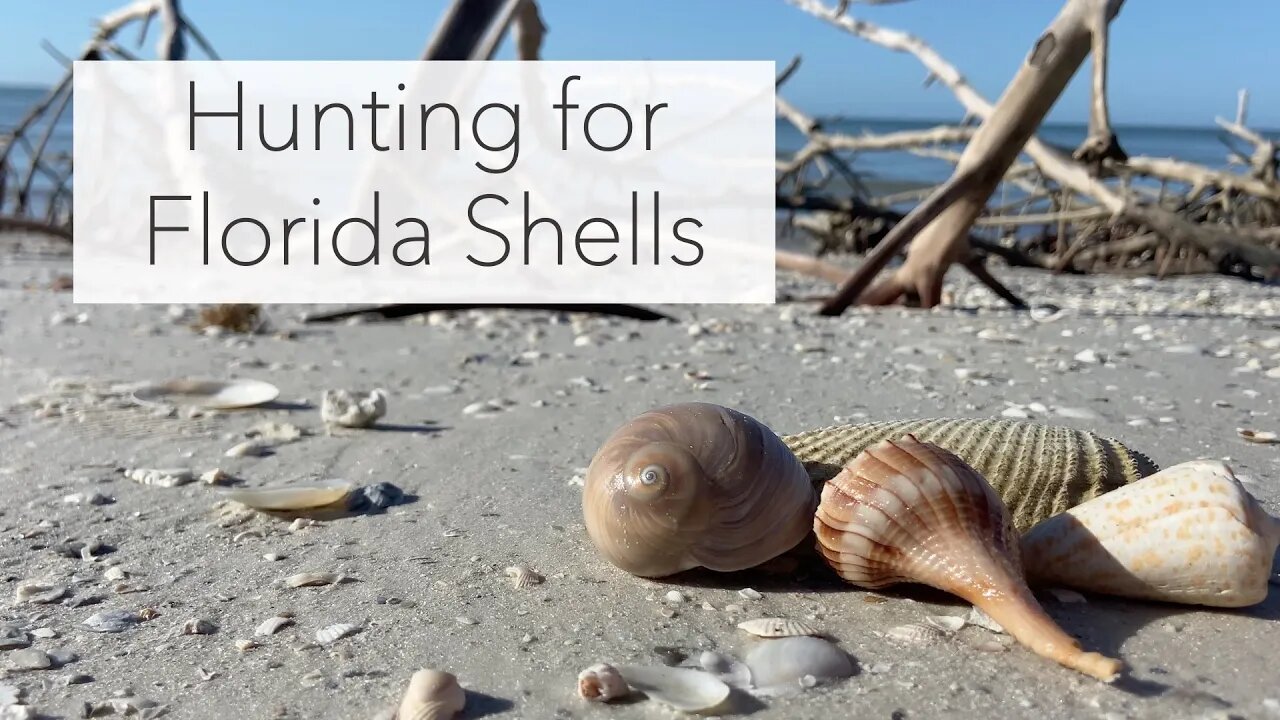 Florida Shell Tour at Low Tide. 3 Islands - One Awesome Tour Finding Shells