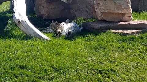 Bobcats keeping cool