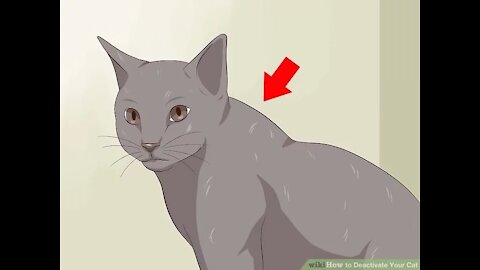 How to instantly deactivate a cat!