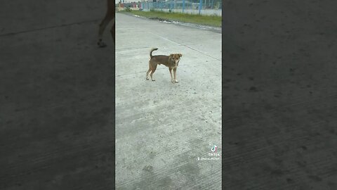 pet lovers very good Kaayo Ka Alam mo nag isa lang ako Pag Uwi hintay mo talaga ako Sabay ka din