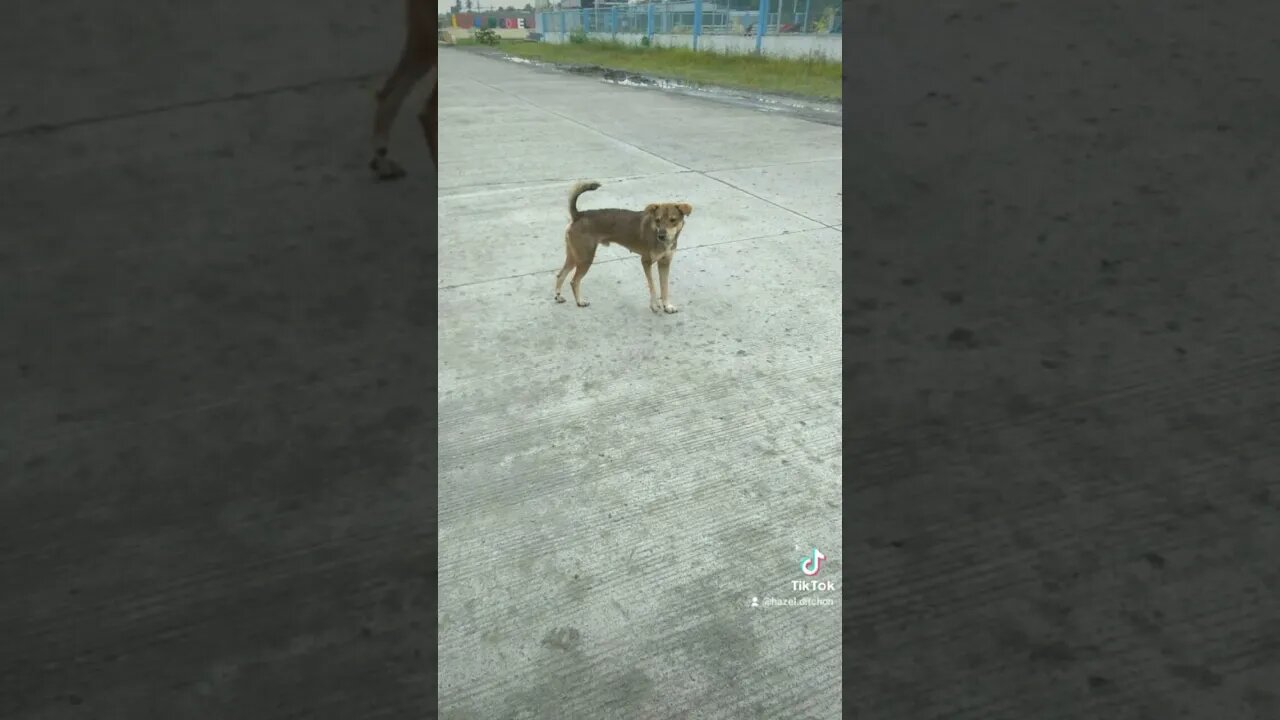pet lovers very good Kaayo Ka Alam mo nag isa lang ako Pag Uwi hintay mo talaga ako Sabay ka din
