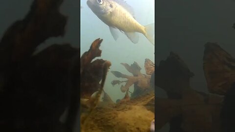 I Put a Camera on a Baited Hook