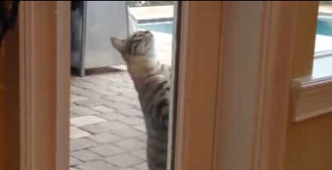 Kat åbner dør og går ind i huset