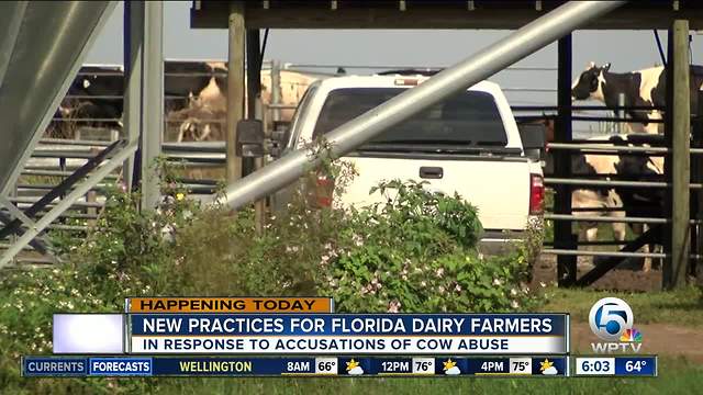 Florida's largest dairy cooperative to announce new practices after allegations of cow abuse