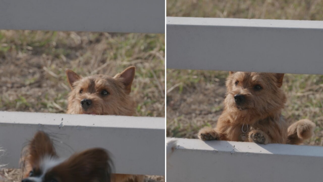 Eating moment withTwo funny dogs .