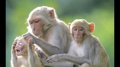 Funny Baby Monkey and Mother