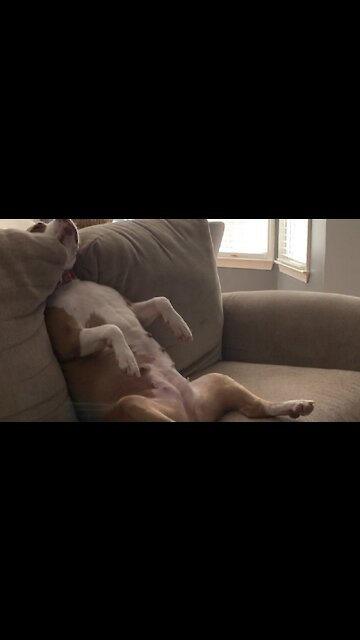 Super lazy pup is a literal couch potato