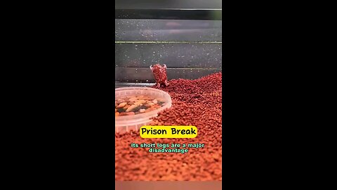 Stumpy Frog's Silly Adventures | 🐸😂