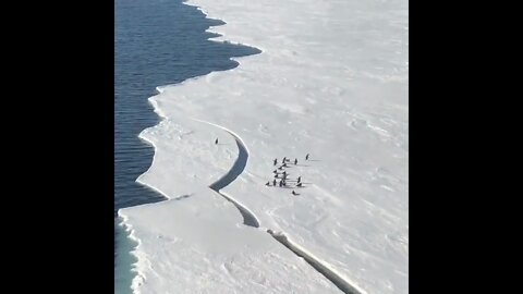 Adventurous penguin flirts with danger