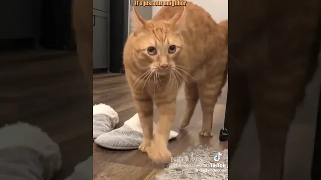 THIS ONE IS HILARIOUS| kitty hysterical 🤣 😆