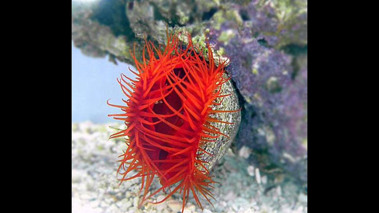 The "electric" scallop is only about 3 to 5 cm in size