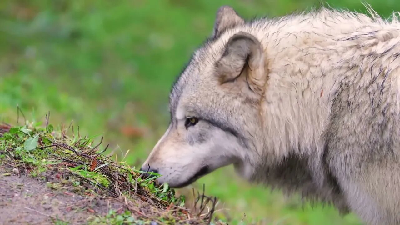 Many people don't like wolves because they are too cunning7