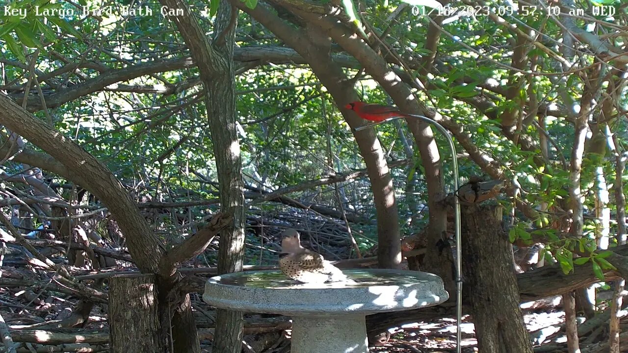 Key Largo - Northern Flicker Bath