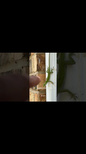 DAMN LIZARD JUMPED ON ME 😳😂🦎 #treyco #comedy #shortsfeed #jumpscare #jumpscares #shorts #short