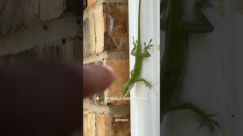 DAMN LIZARD JUMPED ON ME 😳😂🦎 #treyco #comedy #shortsfeed #jumpscare #jumpscares #shorts #short