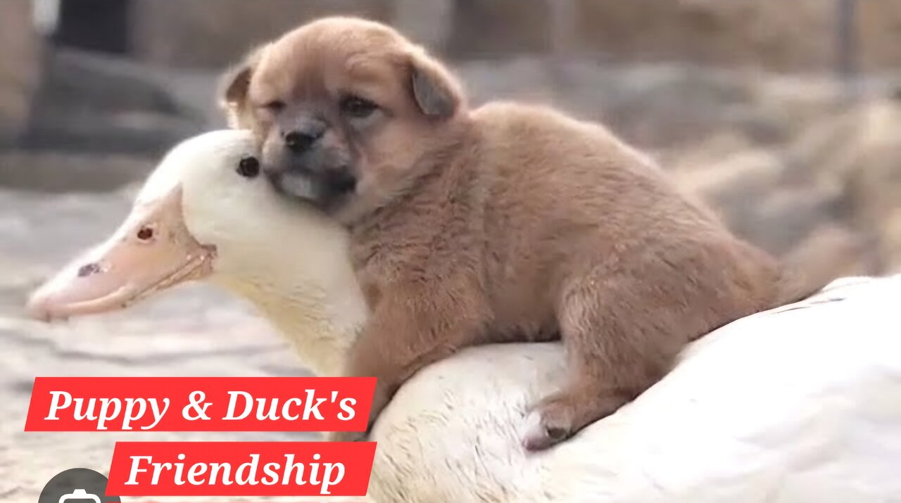 Puppy & Duck Friendship!!!!