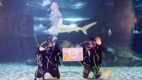 Love is in the water at Greater Cleveland Aquarium this Valentine's Day