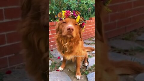 Pretty dog: Do you think my dog is pretty (like and comment)…#shorts