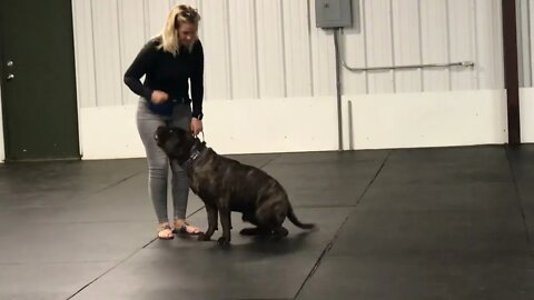 Brindle bullmastiff passes basic obedience LonelyCreek Birger bullmastiff