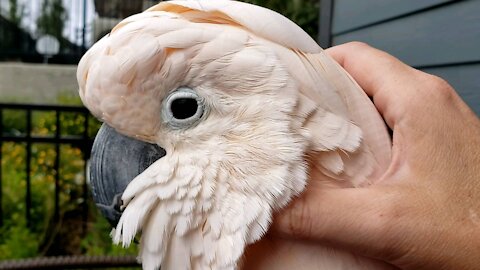 Preening on the patio
