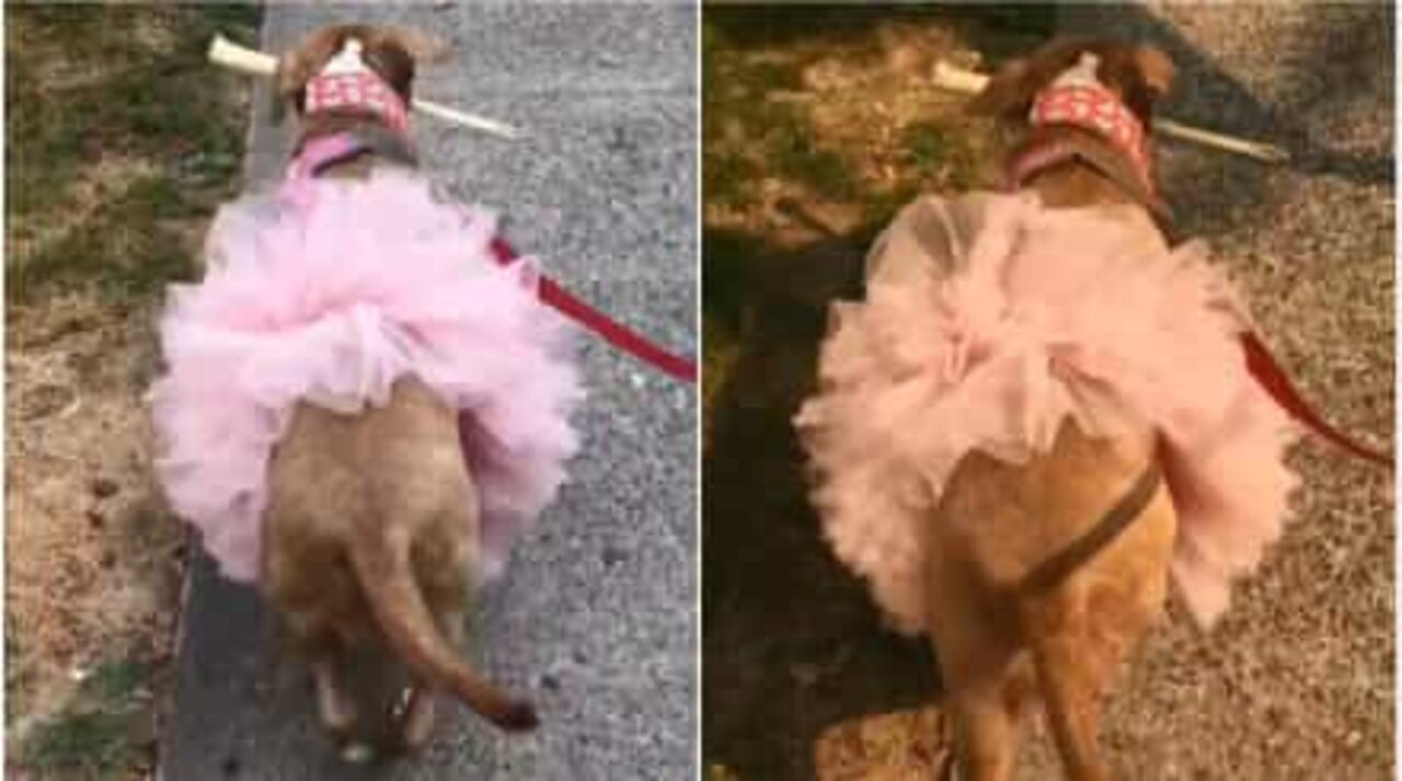 Conosci il pitbull più fashion del mondo?