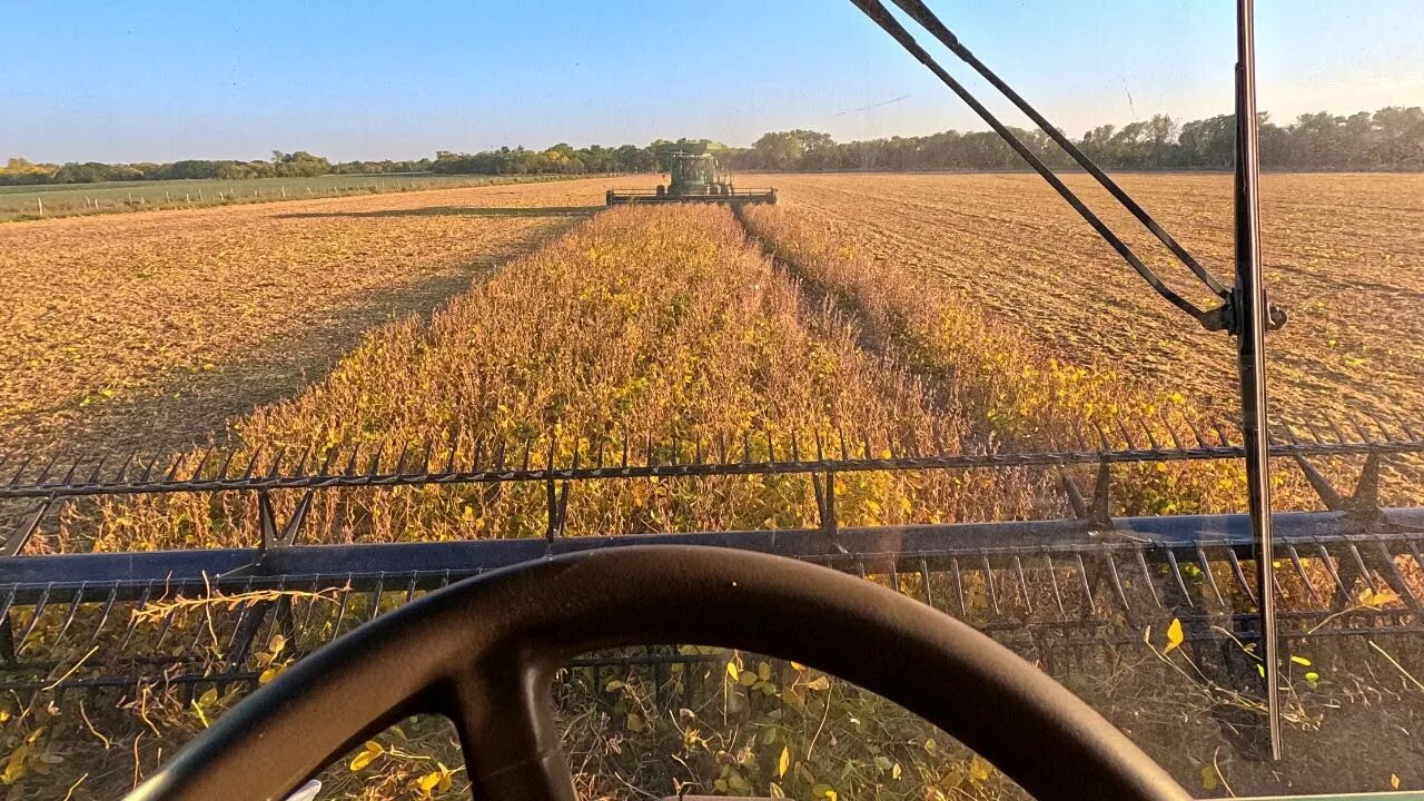 Well, well.. what have we got here. Hello soybeans.