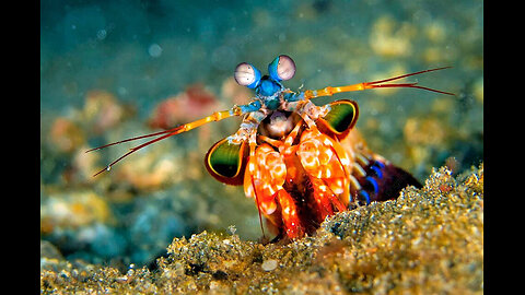 Unbelievable Power The Peacock Mantis Shrimp's Deadly Strike | Nature's Ultimate Predator