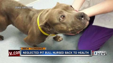 Starved pit bull serves new purpose in life helping veteran