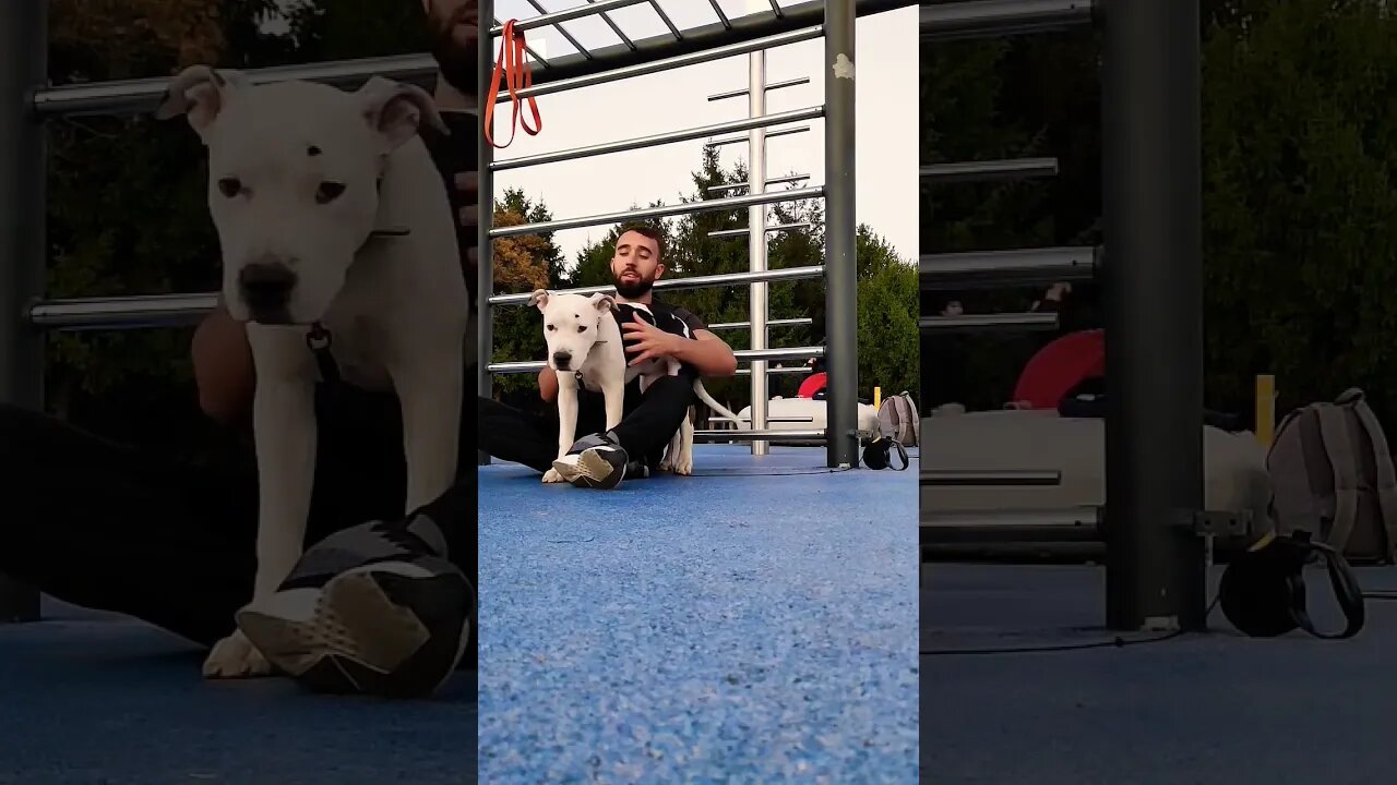 Training for me and for Nero Massage #nero #amstaff #foryou #shorts #calisthenics #streetworkout