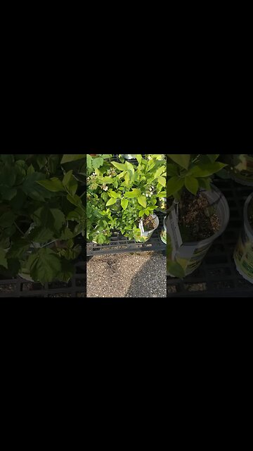 Plant 🪴 Prices UP ⬆️