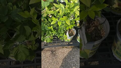 Plant 🪴 Prices UP ⬆️