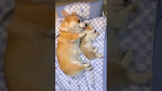 Doggy Mom Cuddles #cute #animals #shorts #dogs #dogsoftiktok