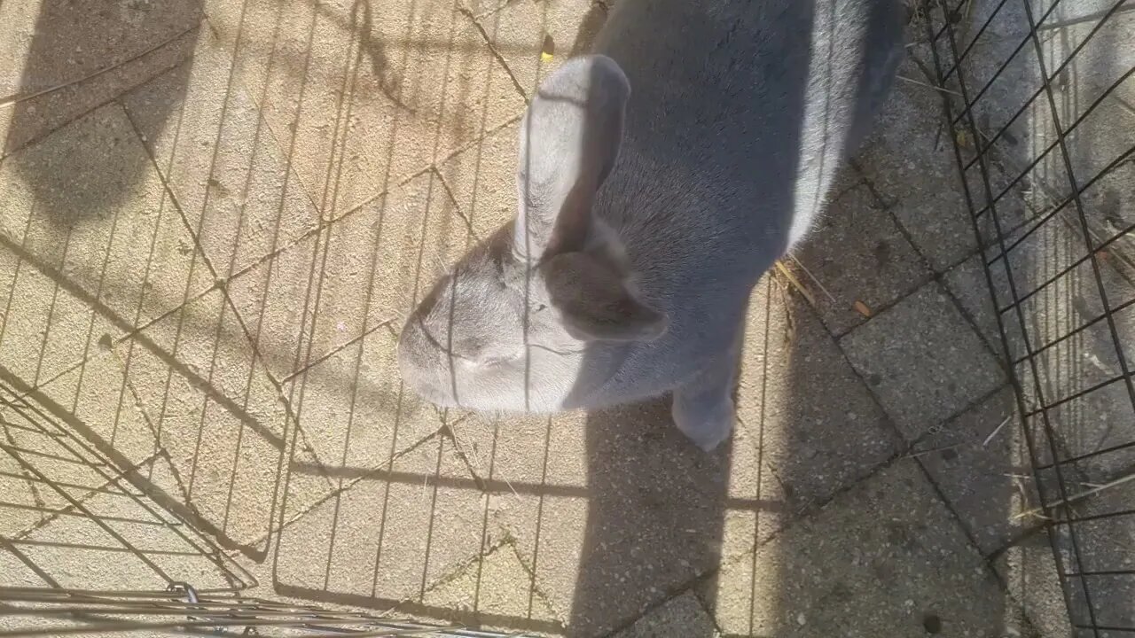 SIZE DIFFERENCE IN RABBITS: Blue Vienna female Vs Medium blue otter Mini Rex male