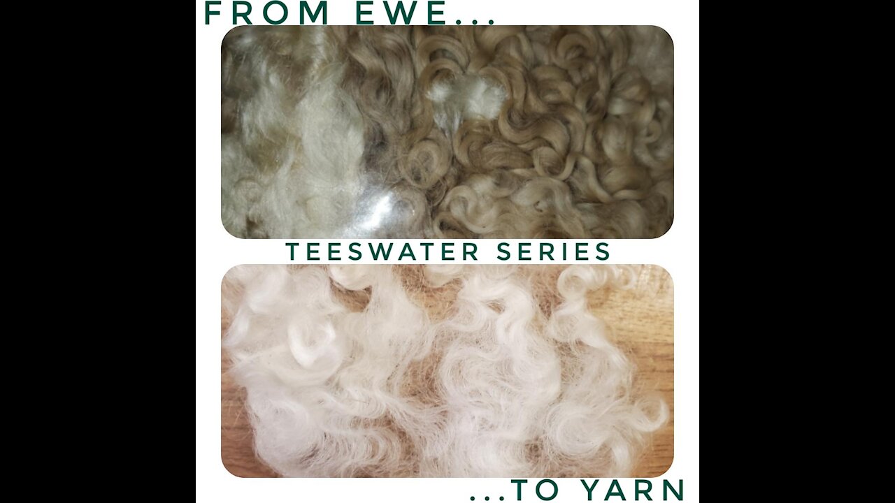 Ewe to Yarn - Teeswater series part 1