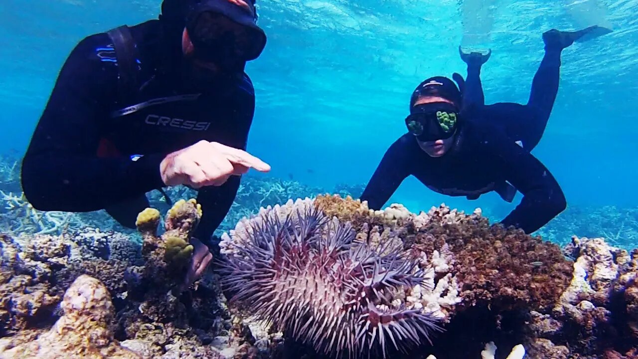 The Starfish That Ate the Reef - Free Range Sailing Ep 102