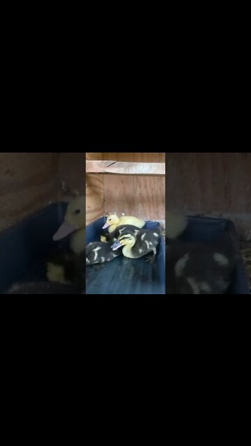 Water time for the baby ducks.